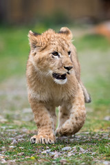 Plakat Young lion cub in the wild