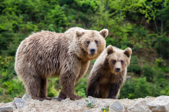 Brown mother bear protecting her cub in a forest