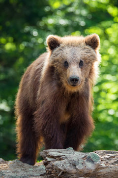 Brown bear cub in a spring forest