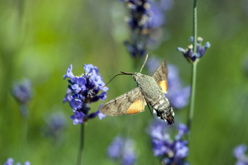 Butterfly a Hummingbird Hawk-moth in flight, sucking nectar from a Levander.