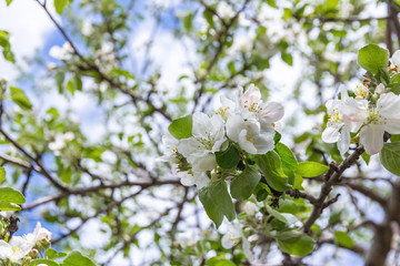 The Apple tree blossoms in the spring.