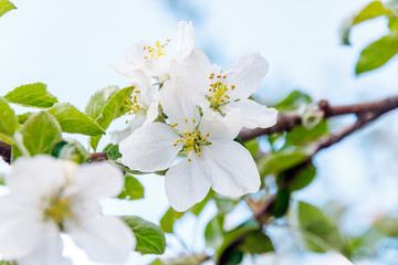 The Apple tree blossoms in the spring.