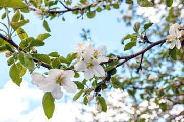 The Apple tree blossoms in the spring.