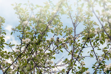 Sparrow sitting on a branch of flowering Apple tree