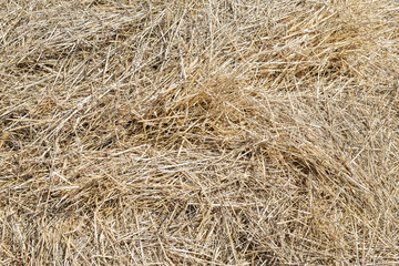 Close-up dry yellow hay texture. Natural straw background. Summer rural backdrop. Copyspace