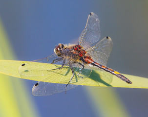 a big dragonfly (Leucorrhinia pectoralis) 
