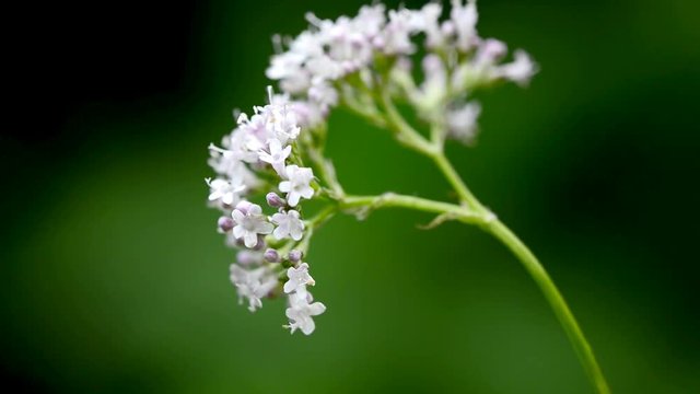 Valerian,Valeriana officinalis, medicinal herb with flower