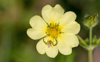 Spinne auf gelber Blume