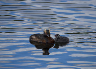 Horned grebe and a chick in a lake in Bromma, Stockholm	