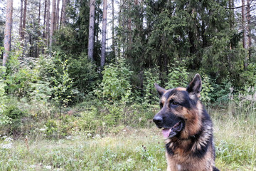 Dog German Shepherd in a forest in a summer