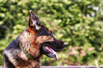 Dog German Shepherd in a forest in a summer