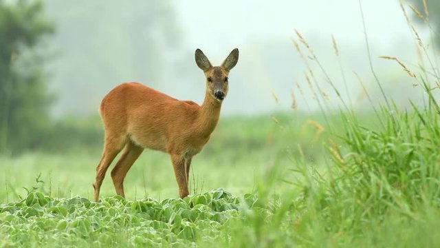 Roe deer grazing in a soy field and eating soy plants in early morning