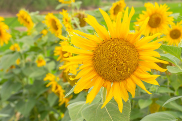 Sunflowers or Helianthus annuus .
