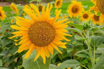 Fototapeta premium Sunflowers or Helianthus annuus .