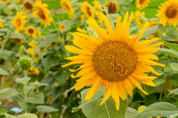 Fototapeta premium Sunflowers or Helianthus annuus .