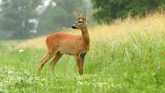 Young roe buck in a field