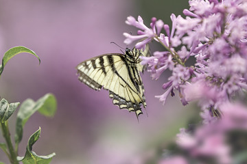 Spring Beauty