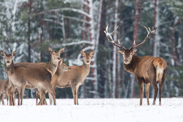 Naklejka na ściany i meble Winter wildlife landscape. Noble deers Cervus Elaphus. Two deers in winter forest. Deer with large Horns with snow looking at camera