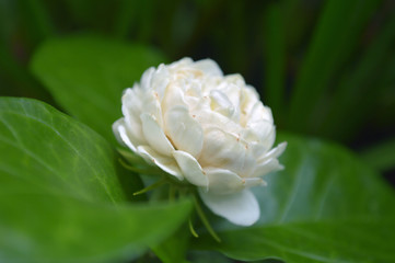 Jasmine flower, Jasminum sambac, Central of Thailand