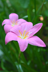 Pink rain lily, Zephyranthes sp., Central of Thailand