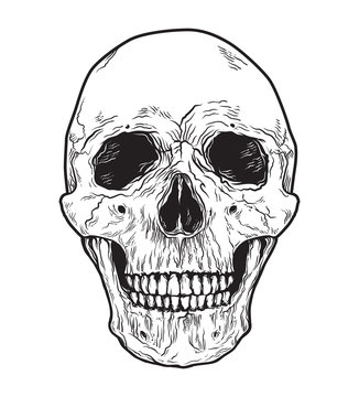 Human skull vector. Black and white hand drawn illustration.
