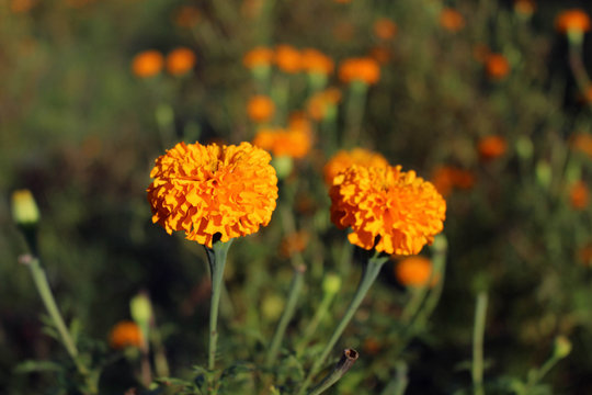 The marigold flowers or locally known as "gemitir".