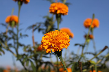 The marigold flowers or locally known as 