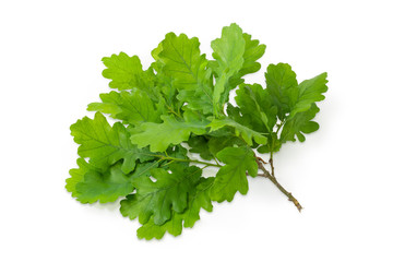Branch of European oak with leaves on a white background