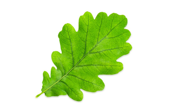 Green leaf of common oak on a white background