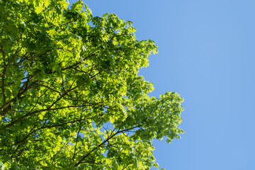 Fototapeta premium Maple leaves in sunlight