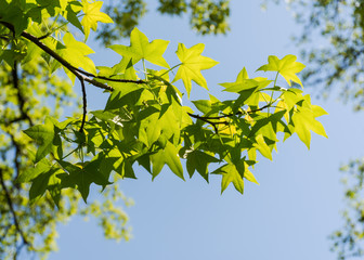 Maple leaves in sunlight