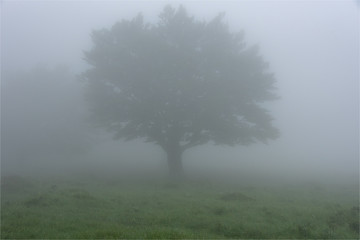 arbre dans le brouillard aux chutes de Nervion au nord de l'Espagne