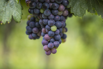 blue grapes in green vineyard