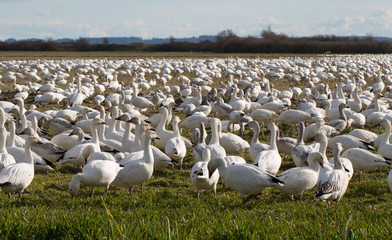 Snowgeese