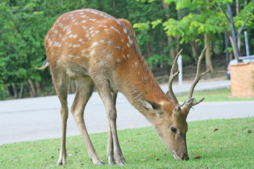 Deer eatting green grass