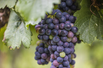 blue grapes in green vineyard
