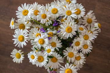 Fototapeta premium A bouquet of simple wild flowers. Chamomiles and bluebells wildflowers of Russia.