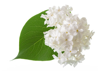 Delicate flowers of snow-white lilac and green leaf isolated on white