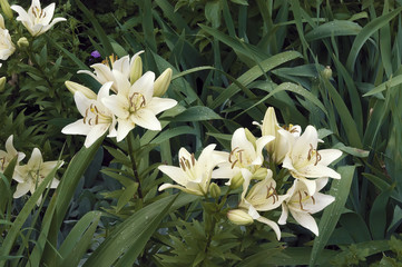 Лилии после дождя