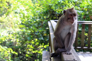 The monkeys & infants hanging around Monkey Forest in Ubud