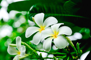 Plumeria flowers are white in color, but yellow in the middle of flowers.