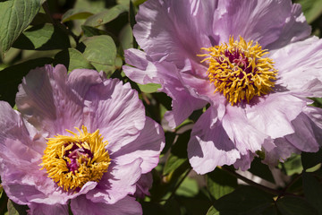 Yellow, white  and pink peony flowers