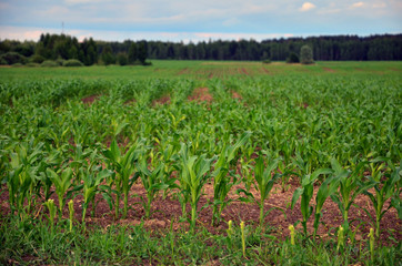 Young green corn plants grow on the field.