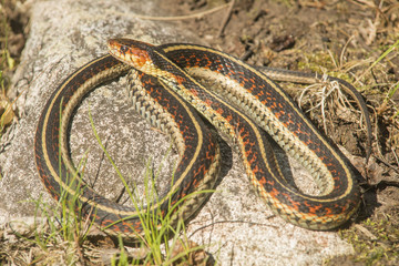 Thamnophis sirtalis on Rock