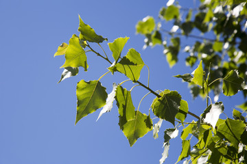 A poplar's branch with green leaves