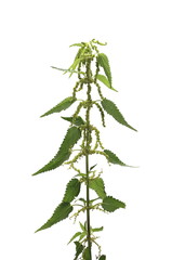 Common nettle isolated on white background, Urtica dioica
