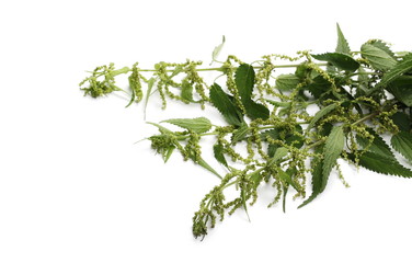 Common nettle isolated on white background, Urtica dioica