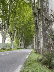 plane trees along country road in the french provence