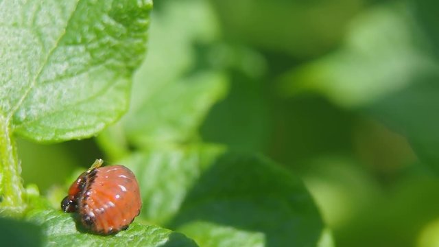The larva of a potato bug eats a leaf