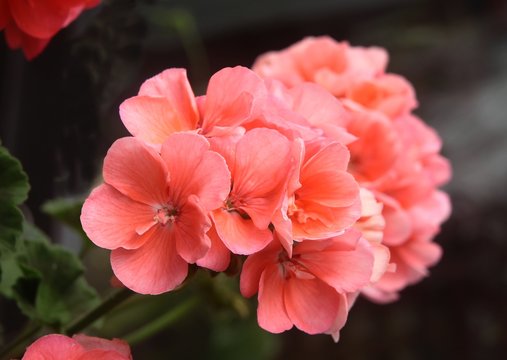 pink flowers of geranium potted plant